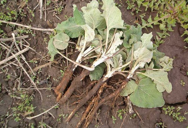 Takjajuured Foto: Prodigal Gardens