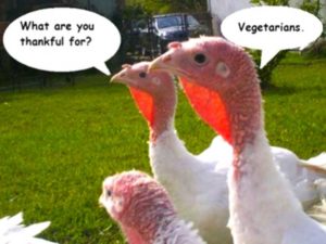 Foto: Global Animal