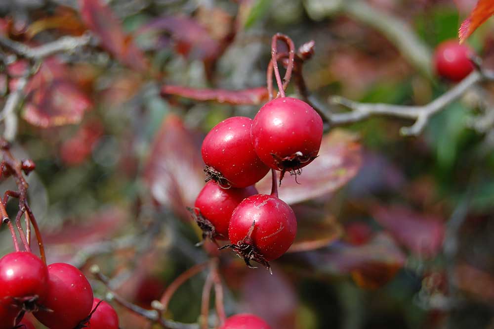 Foto: Kew Gardens