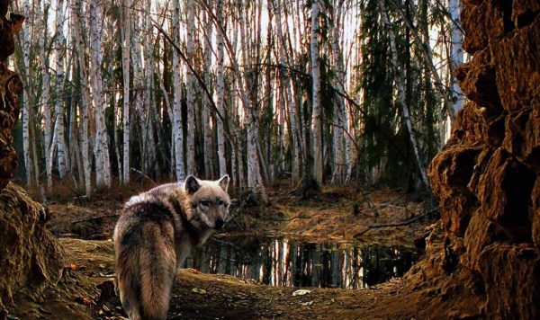 Foto: Plants Wallpapers