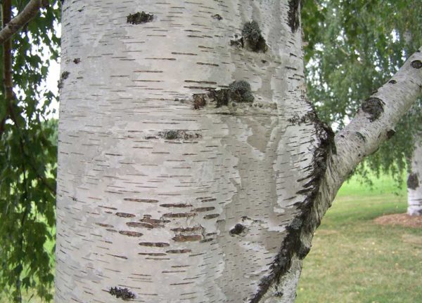 Foto: Yellowstone Valley