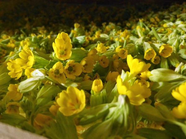 Foto: Le Jardin des Simples