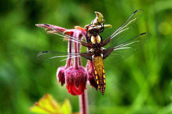 Foto: Pixabay