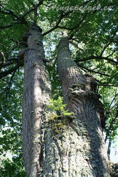 parn-vs-saar1-160716