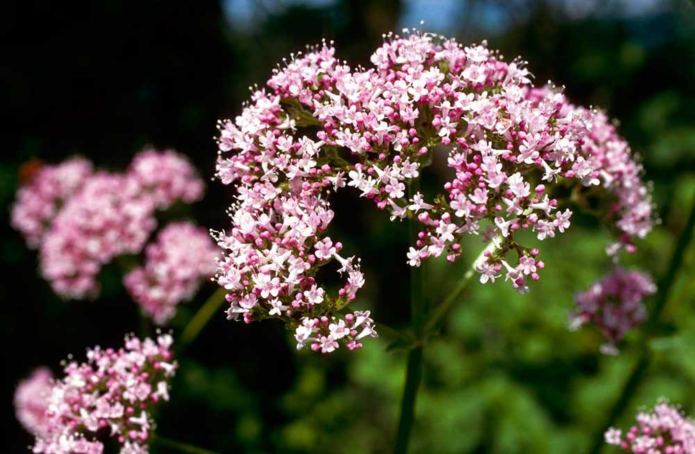 Foto: Saatgut Vielfalt 