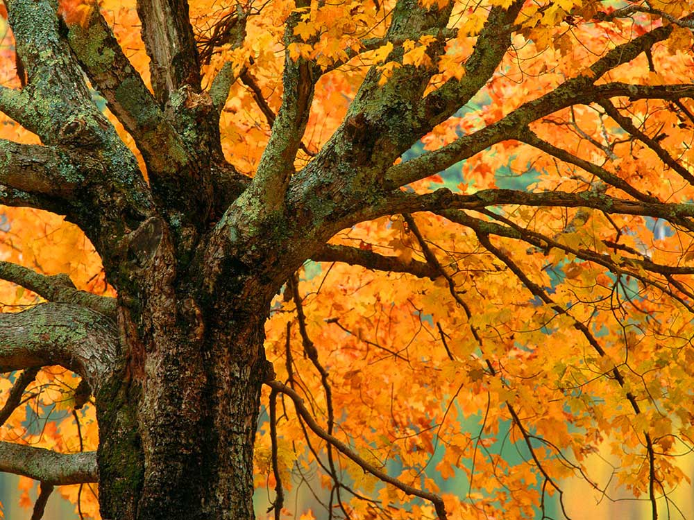 Foto: First HD Wallpapers