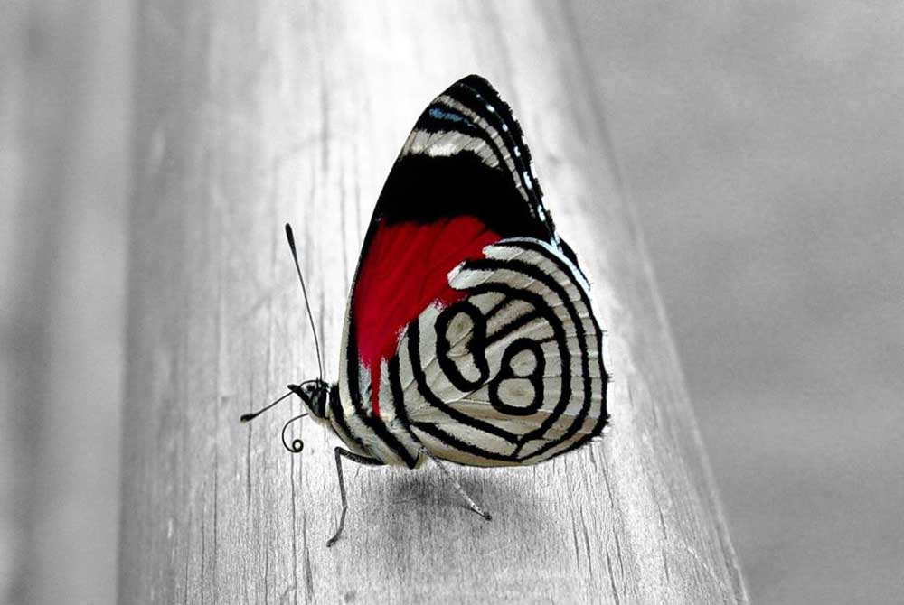 Foto: HD Widescreen Wallpapers