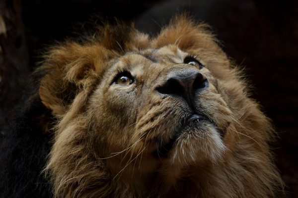 This image has an empty alt attribute; its file name is lovi-pilt-600x400.jpg