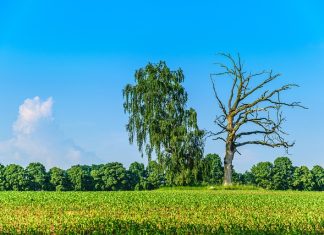 Puude energiast ja mõjust inimestele – 2.