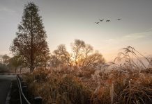 Kõva ja pehme kuuseis novembris 2025