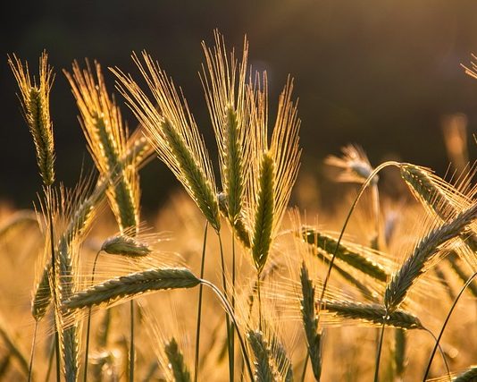 Kõva ja pehme kuuseis augustis 2026