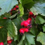 Viirpuu – sinu südame toetaja