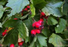 Viirpuu – sinu südame toetaja